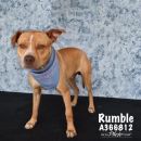 RUMBLE's profile on Petfinder.com