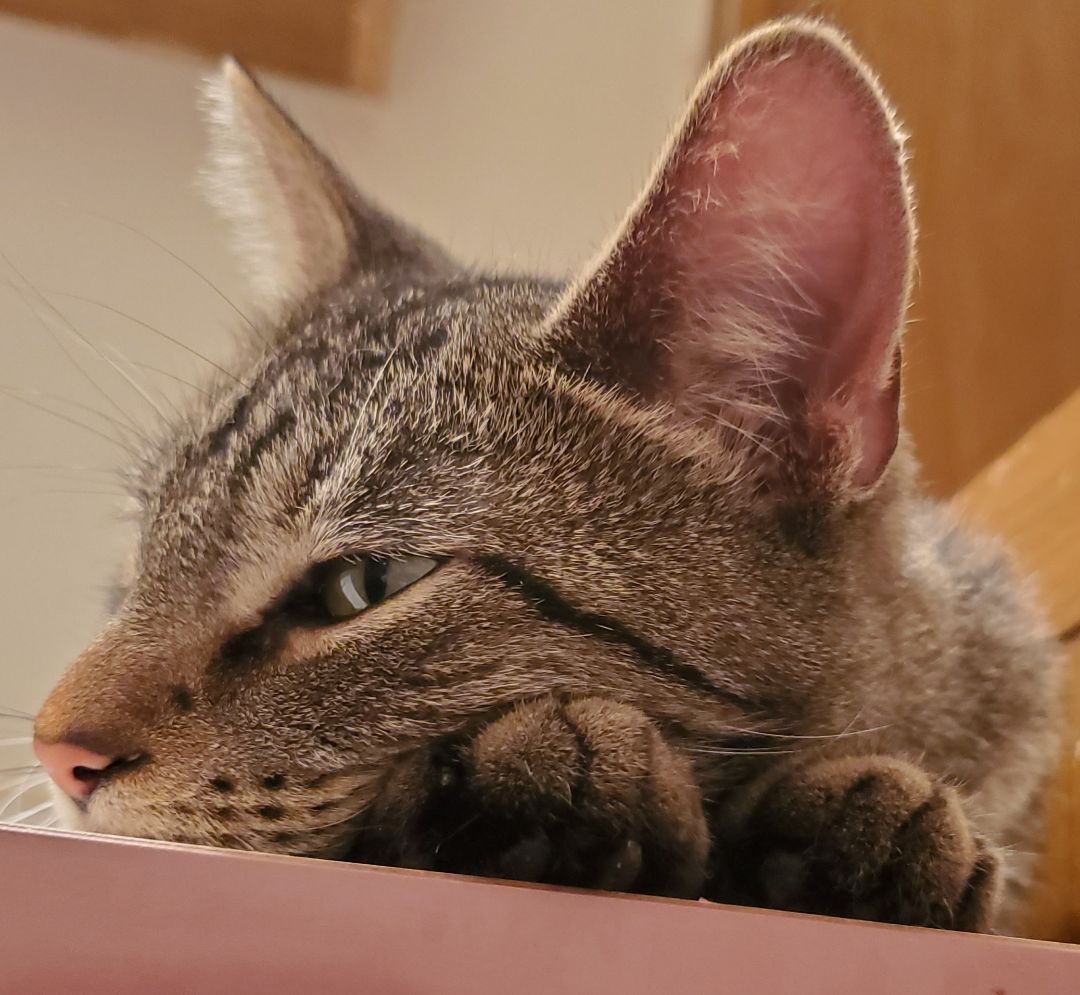 Carley, an adoptable Domestic Short Hair in Chicago, IL, 60614 | Photo Image 2