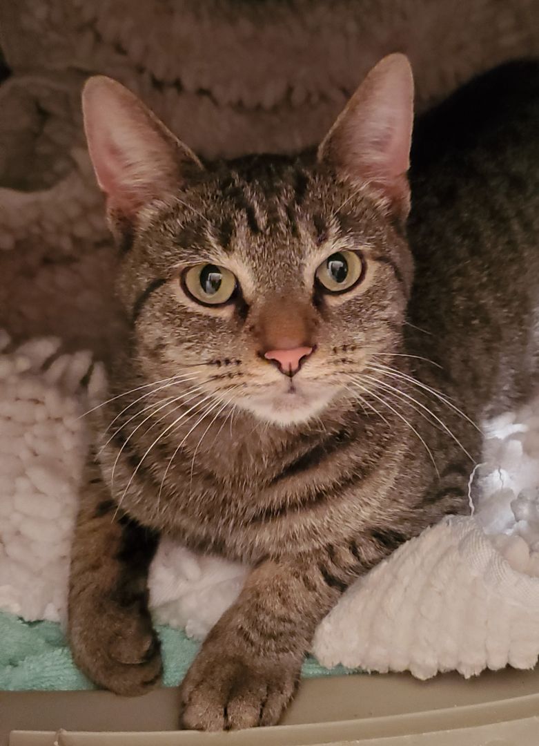 Carley, an adoptable Domestic Short Hair in Chicago, IL, 60614 | Photo Image 4