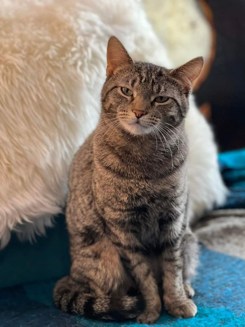 Carley, an adoptable Domestic Short Hair in Chicago, IL, 60614 | Photo Image 5