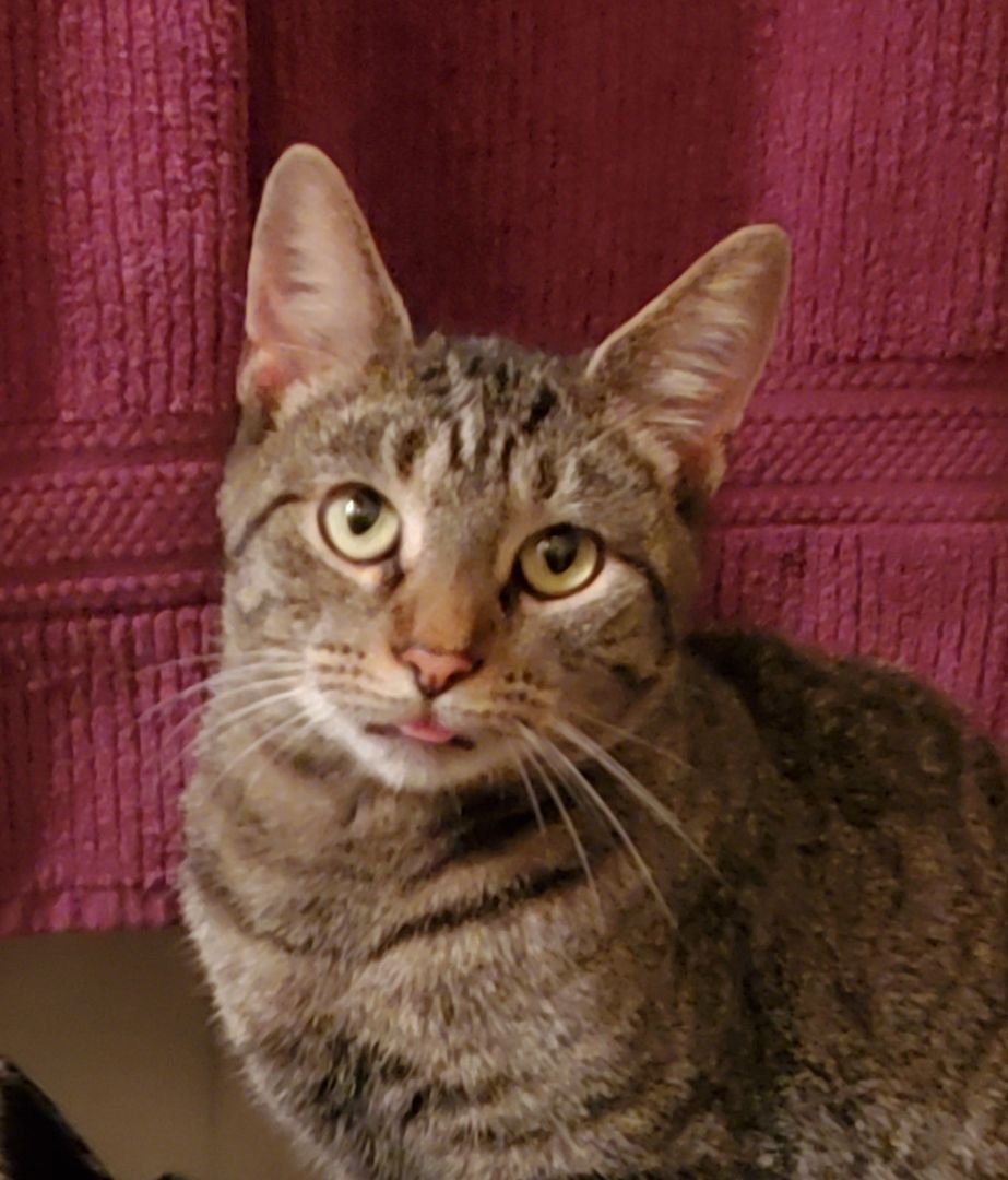 Carley, an adoptable Domestic Short Hair in Chicago, IL, 60614 | Photo Image 6