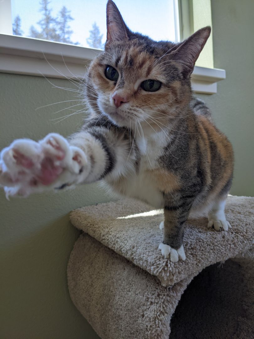 Lil Bear, an adoptable Domestic Short Hair, Munchkin in Jacksonville, OR, 97530 | Photo Image 1