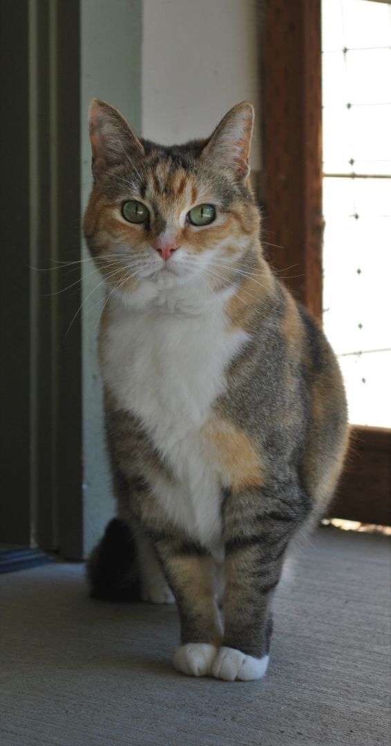 Lil Bear, an adoptable Domestic Short Hair, Munchkin in Jacksonville, OR, 97530 | Photo Image 2