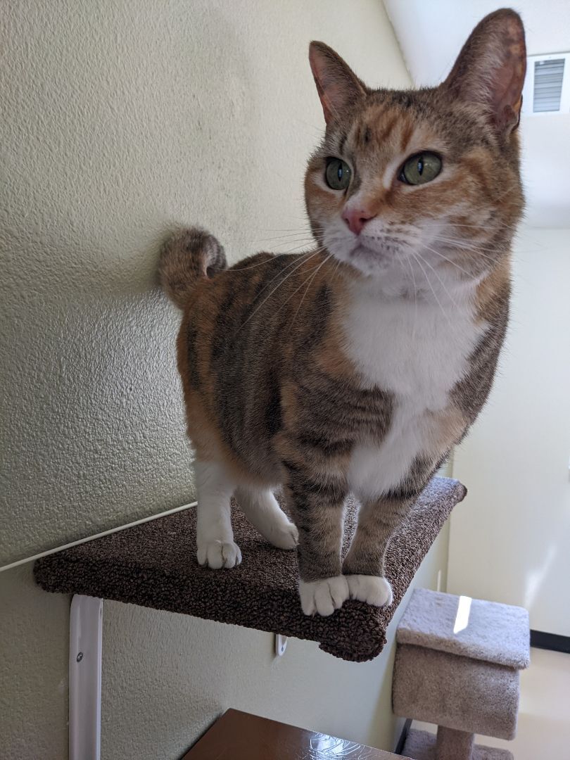 Lil Bear, an adoptable Domestic Short Hair, Munchkin in Jacksonville, OR, 97530 | Photo Image 3