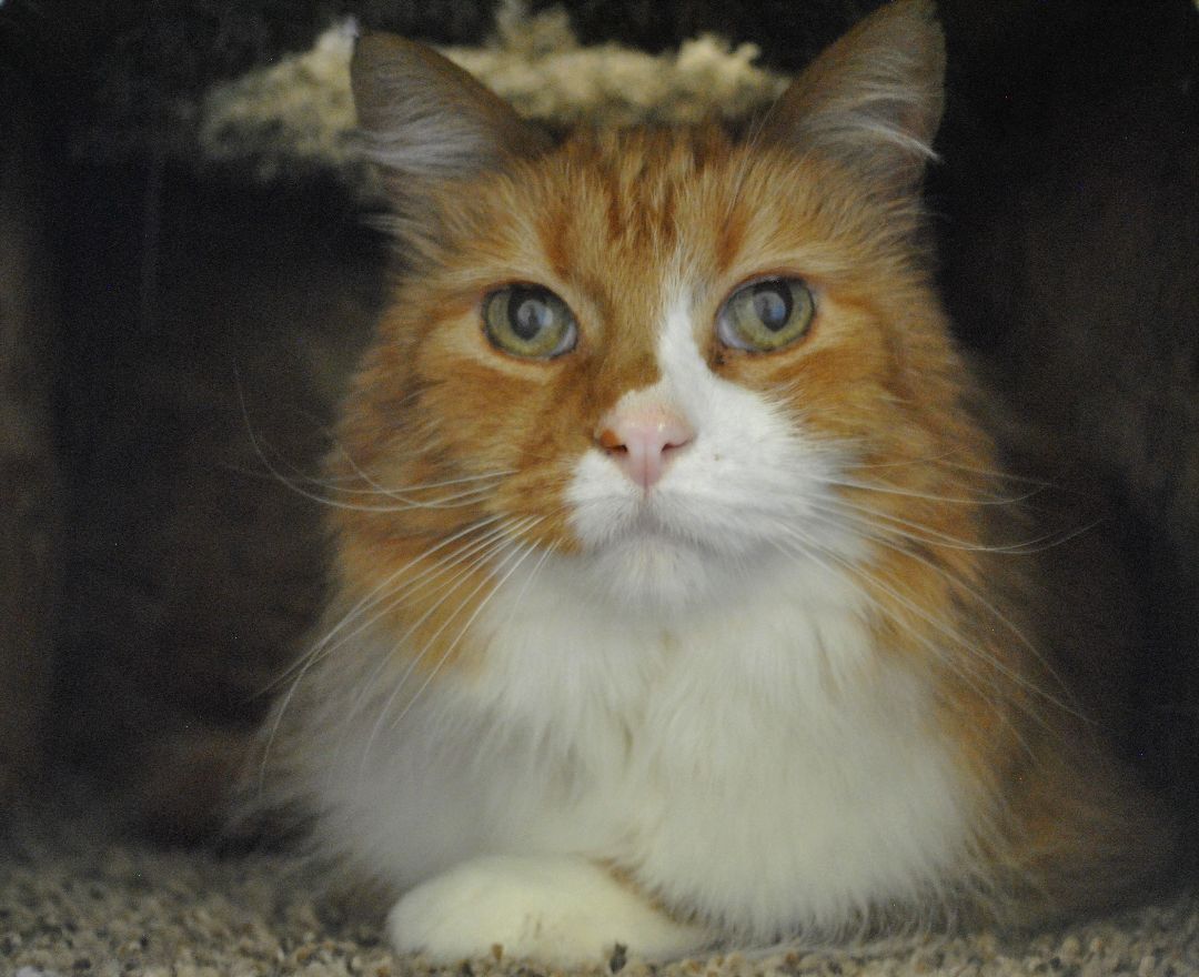 Franklin, an adoptable Domestic Medium Hair in Jacksonville, OR, 97530 | Photo Image 1