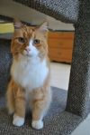 Franklin