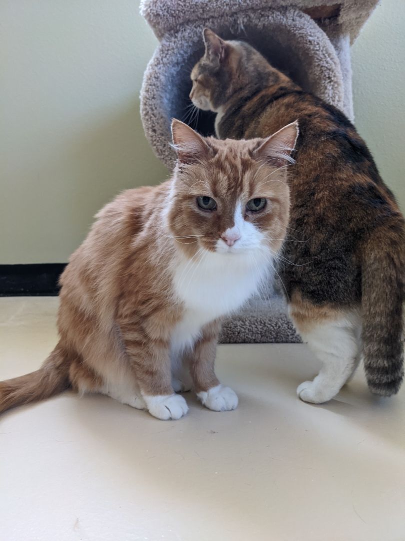 Franklin, an adoptable Domestic Medium Hair in Jacksonville, OR, 97530 | Photo Image 3