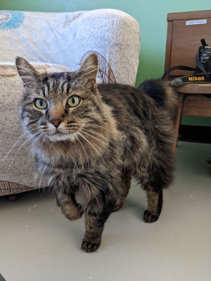 Hinkley, an adoptable Maine Coon & Domestic Long Hair Mix in Jacksonville, OR_image-2
