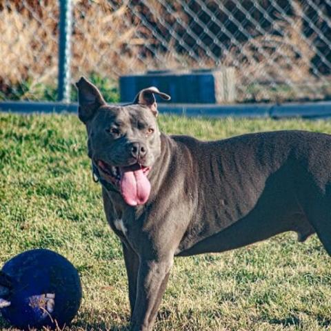 LD, an adoptable Pit Bull Terrier in Benton City, WA, 99320 | Photo Image 1