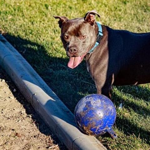 LD, an adoptable Pit Bull Terrier in Benton City, WA, 99320 | Photo Image 2