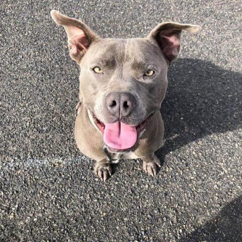 LD, an adoptable Pit Bull Terrier in Benton City, WA, 99320 | Photo Image 3