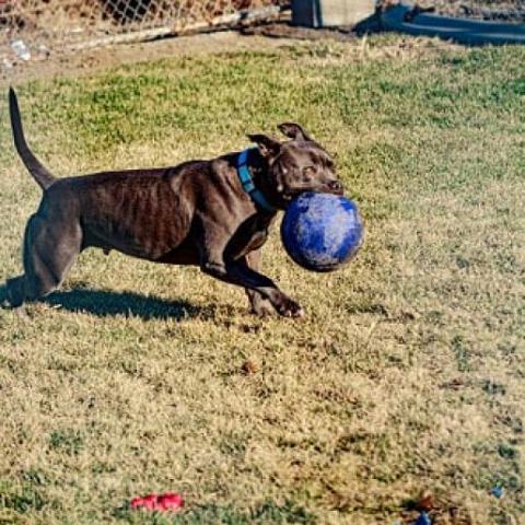 LD, an adoptable Pit Bull Terrier in Benton City, WA, 99320 | Photo Image 4
