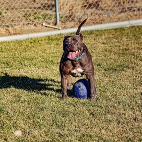 LD, an adoptable Pit Bull Terrier in Benton City, WA, 99320 | Photo Image 5