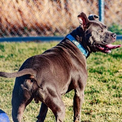 LD, an adoptable Pit Bull Terrier in Benton City, WA, 99320 | Photo Image 6