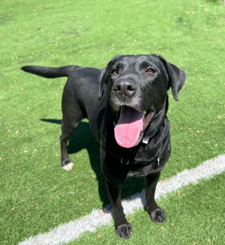 Dog for adoption a Black Labrador Retriever Mix in Ocean