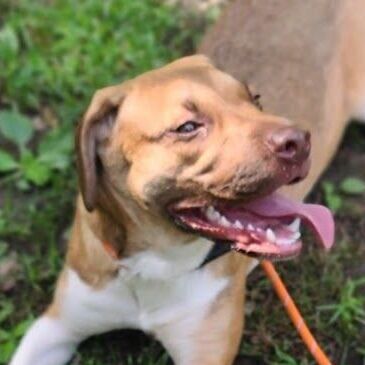 Levi, an adoptable Mixed Breed in La Plata, MD_image-1