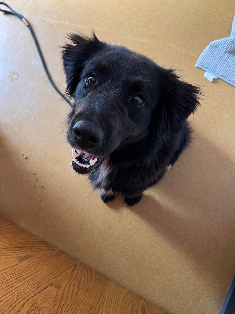 Izzy, an adoptable Border Collie, Flat-Coated Retriever in Maryville, MO, 64468 | Photo Image 2