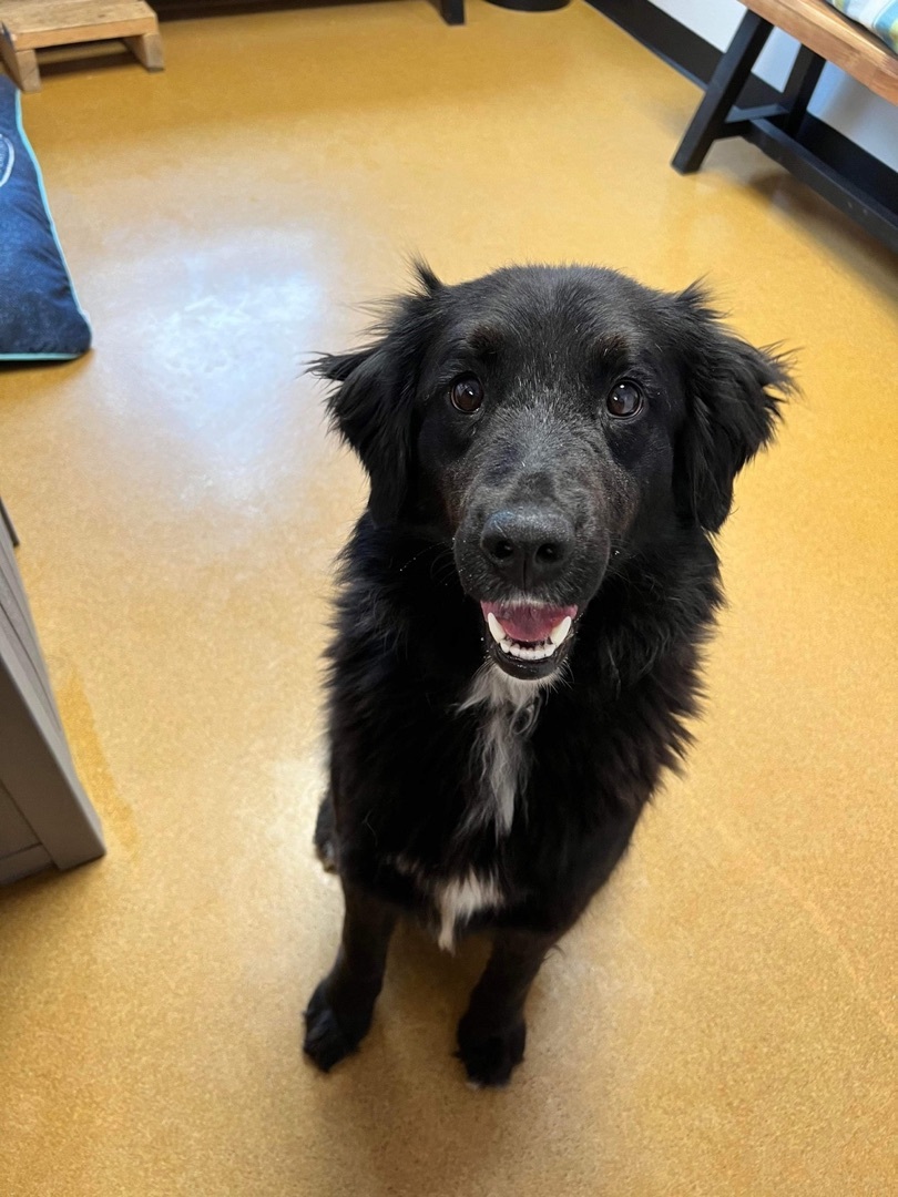 Izzy, an adoptable Border Collie, Flat-Coated Retriever in Maryville, MO, 64468 | Photo Image 4