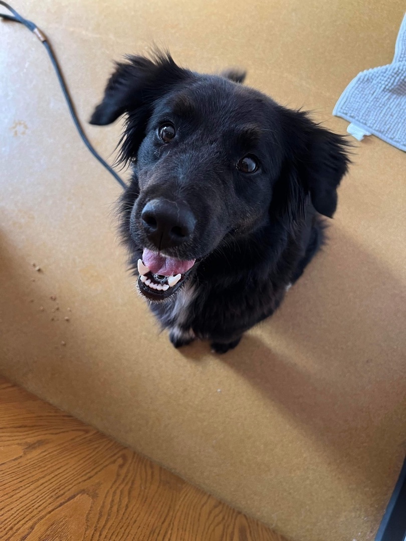 Izzy, an adoptable Border Collie, Flat-Coated Retriever in Maryville, MO, 64468 | Photo Image 6