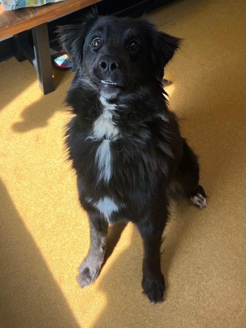 Izzy, an adoptable Border Collie, Flat-Coated Retriever in Maryville, MO, 64468 | Photo Image 8