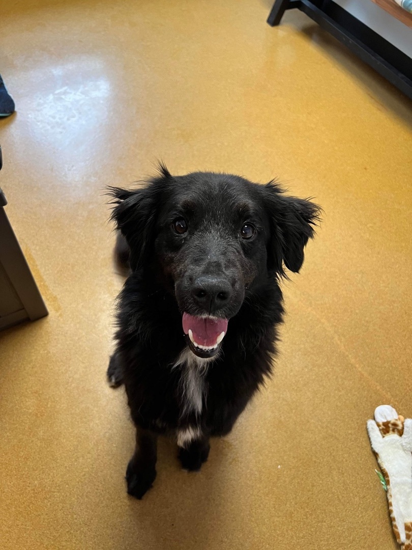 Izzy, an adoptable Border Collie, Flat-Coated Retriever in Maryville, MO, 64468 | Photo Image 9