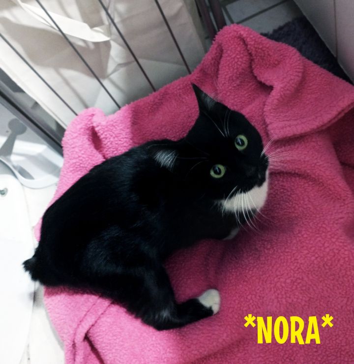 Nora, an adoptable Manx & Domestic Short Hair Mix in Centerville, UT_image-1