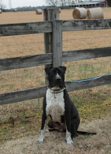 Garnett, an adoptable Pit Bull Terrier in Dalton, GA, 30721 | Photo Image 2
