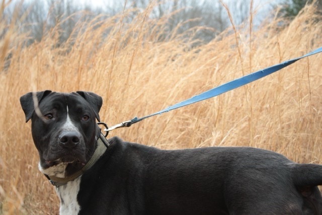 Garnett, an adoptable Pit Bull Terrier in Dalton, GA, 30721 | Photo Image 3