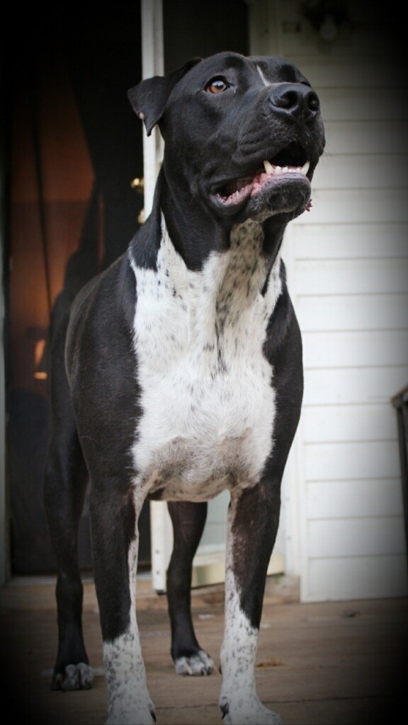 Garnett, an adoptable Pit Bull Terrier in Dalton, GA, 30721 | Photo Image 4