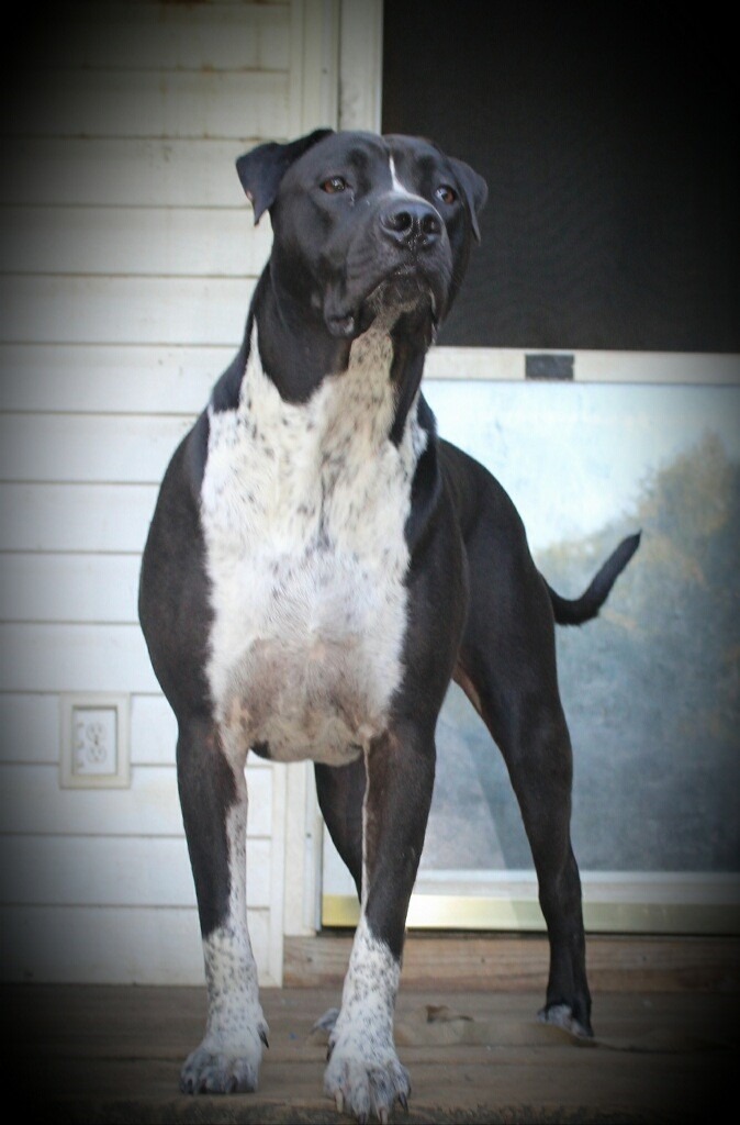Garnett, an adoptable Pit Bull Terrier in Dalton, GA, 30721 | Photo Image 5