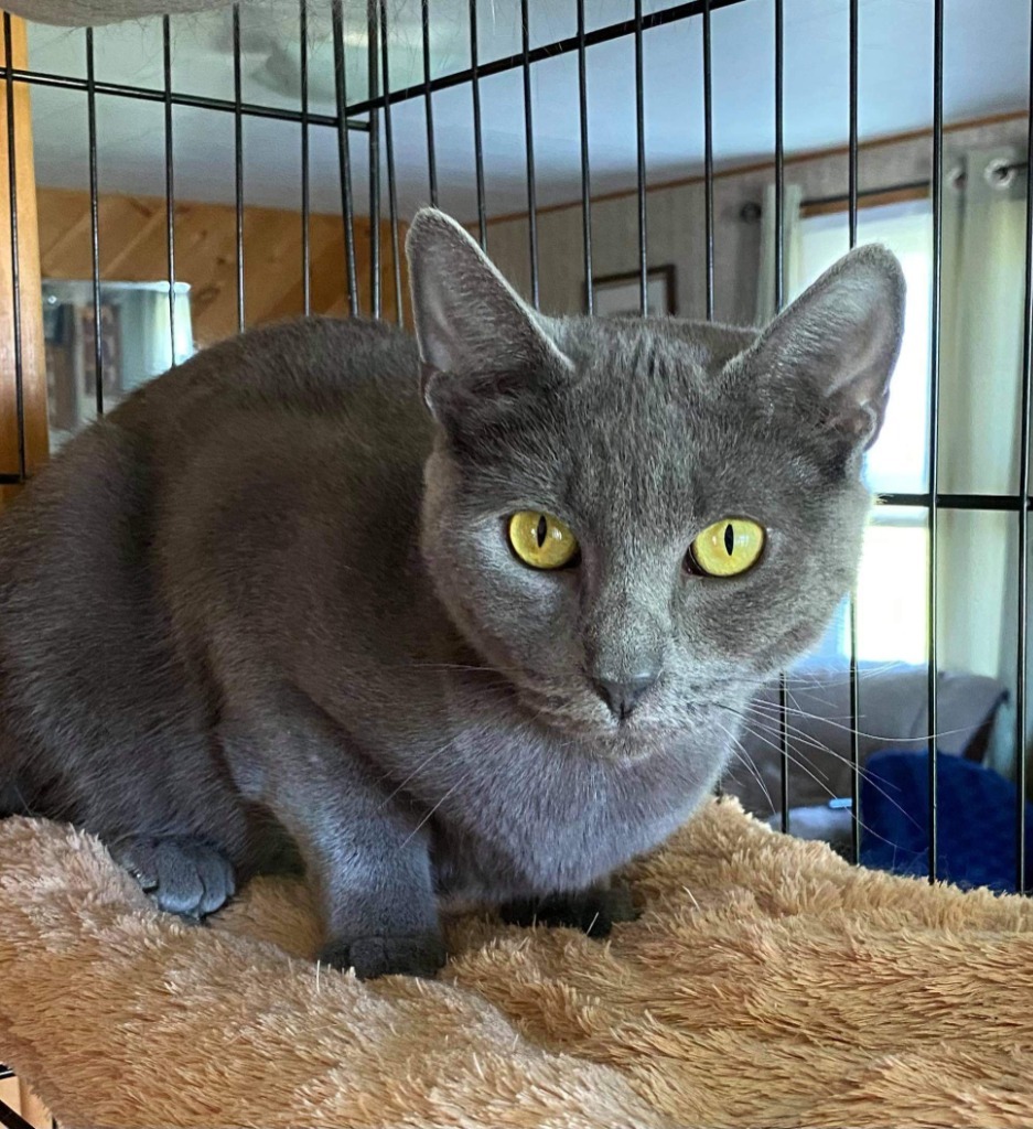 Laverne, an adoptable Domestic Medium Hair in Hagaman, NY, 12086 | Photo Image 1