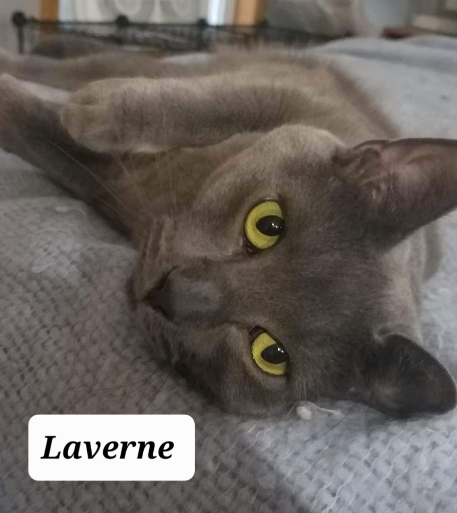 Laverne, an adoptable Domestic Medium Hair in Hagaman, NY, 12086 | Photo Image 5