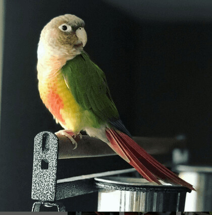 Skittles, an adoptable Conure in North Babylon, NY_image-1