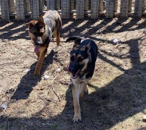 puppies for sale in dickinson nd