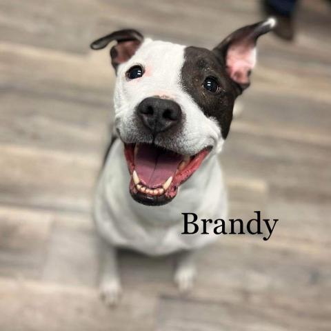 Brandy 220377