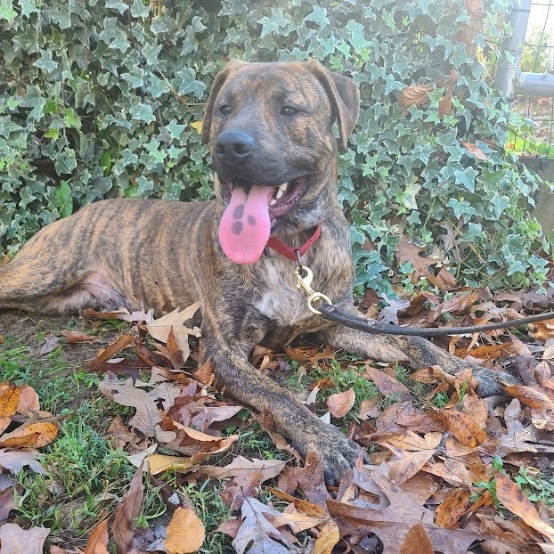 Nelson, an adoptable Cane Corso Mix in La Plata, MD_image-1