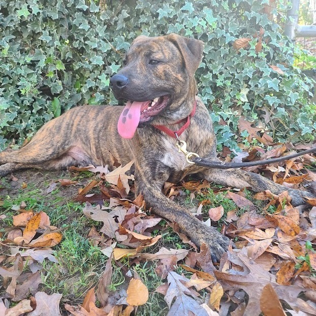 Nelson, an adoptable Cane Corso Mix in La Plata, MD_image-5
