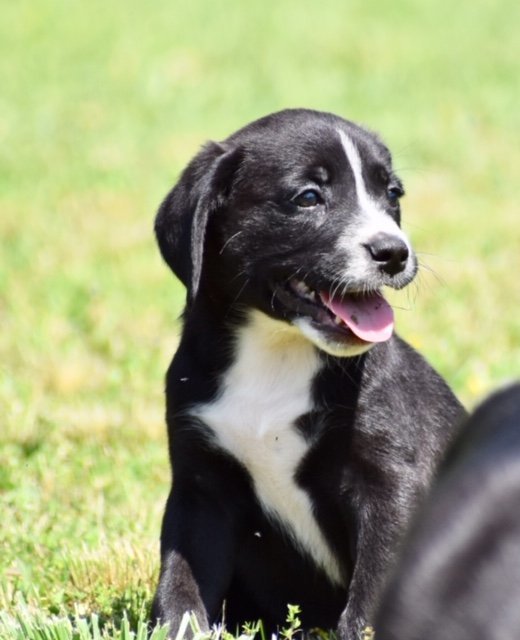 PUPPIES NEED YOU!!, an adoptable Labrador Retriever, Hound in Franklin, TN, 37069 | Photo Image 1