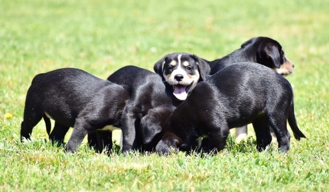 PUPPIES NEED YOU!!, an adoptable Labrador Retriever, Hound in Franklin, TN, 37069 | Photo Image 2