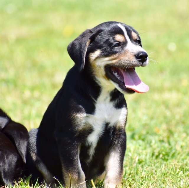 PUPPIES NEED YOU!!, an adoptable Labrador Retriever, Hound in Franklin, TN, 37069 | Photo Image 3