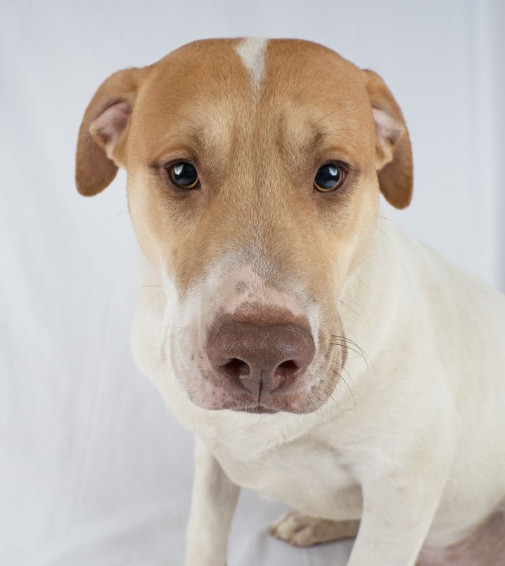 Nico, an adopted Retriever & Terrier Mix in La Plata, MD_image-5