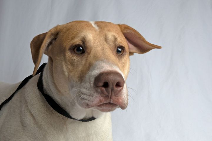 Nico, an adopted Retriever & Terrier Mix in La Plata, MD_image-1