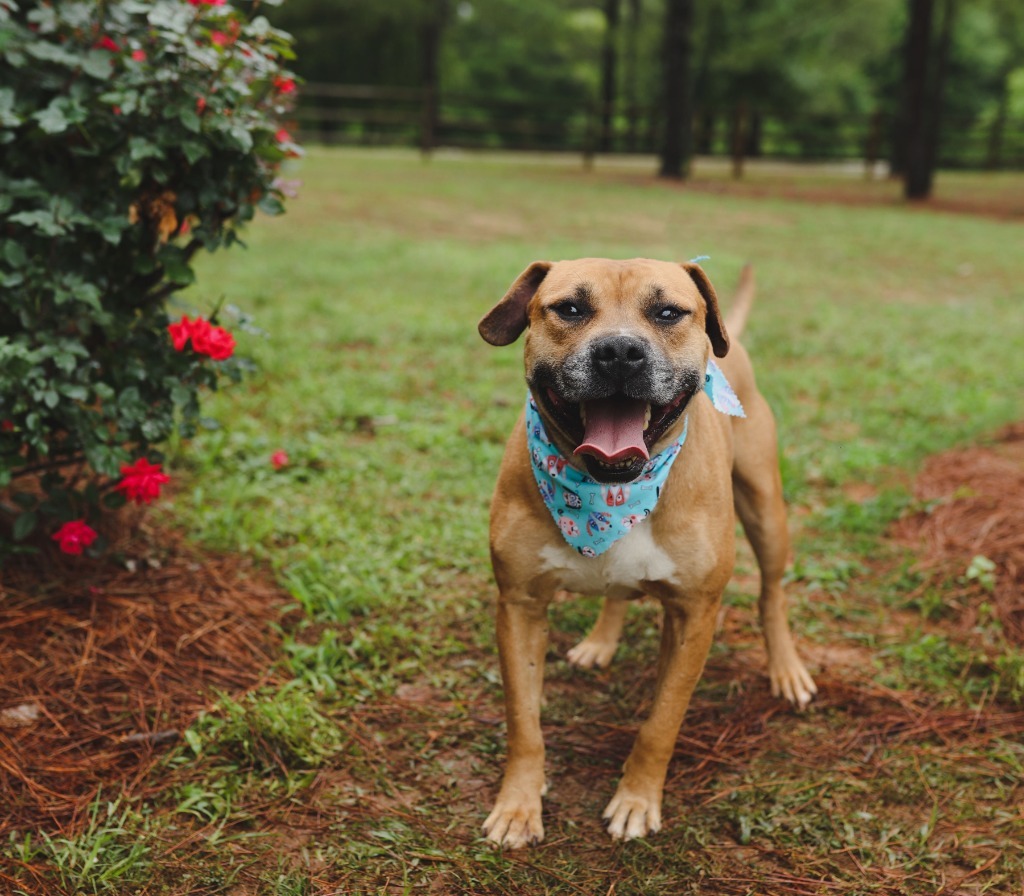 Otto, an adoptable Pit Bull Terrier, Boxer in Macon, GA, 31210 | Photo Image 1