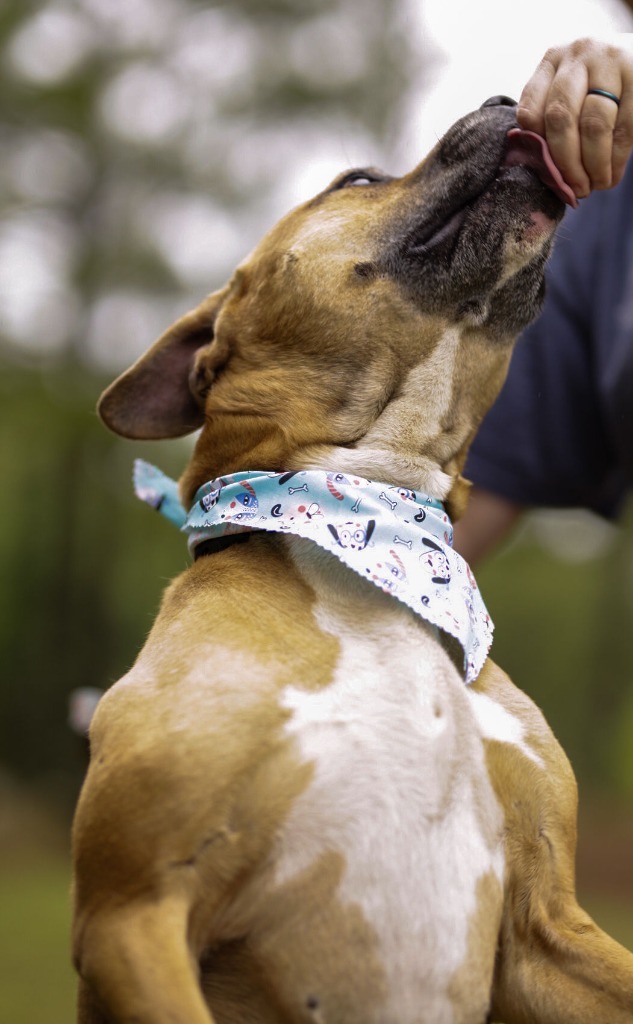 Otto, an adoptable Pit Bull Terrier, Boxer in Macon, GA, 31210 | Photo Image 2