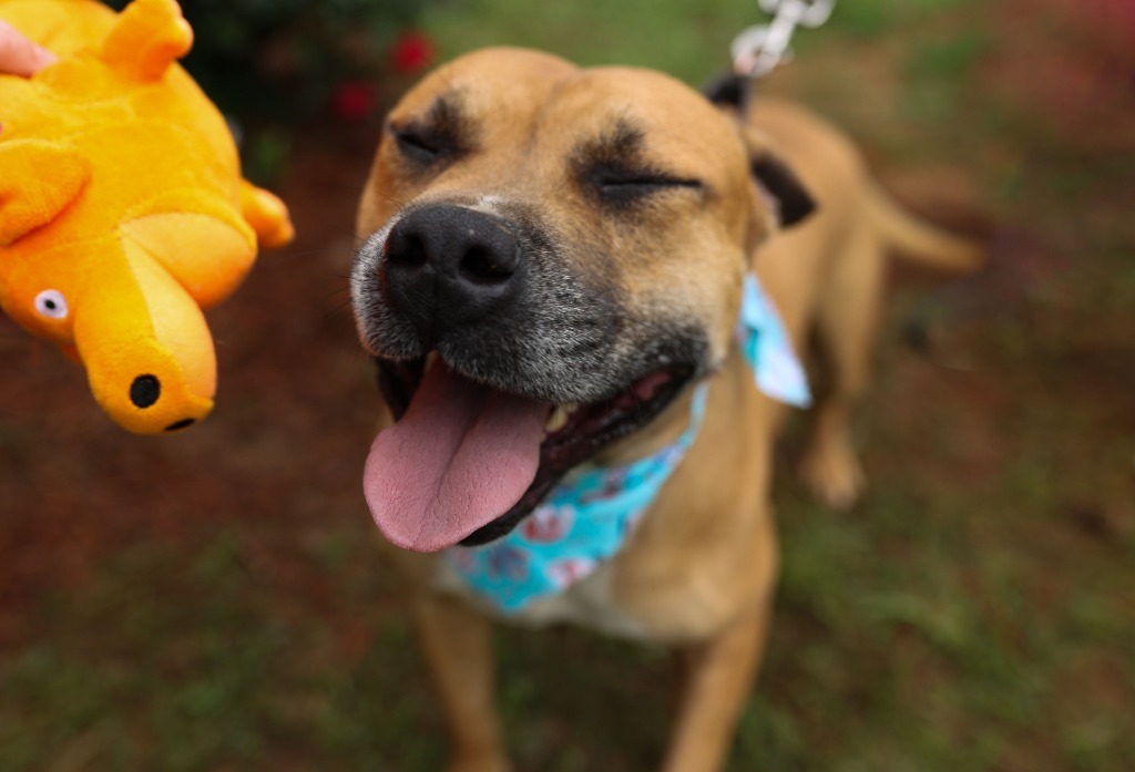 Otto, an adoptable Pit Bull Terrier, Boxer in Macon, GA, 31210 | Photo Image 3