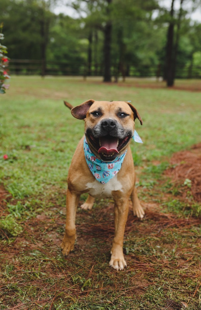 Otto, an adoptable Pit Bull Terrier, Boxer in Macon, GA, 31210 | Photo Image 4