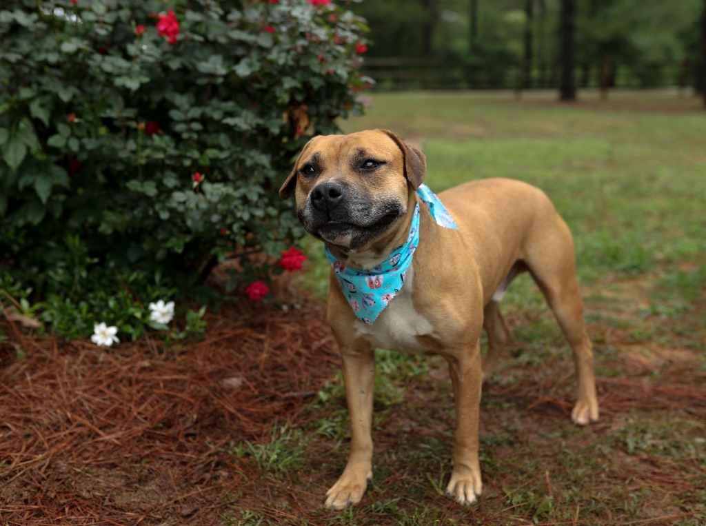 Otto, an adoptable Pit Bull Terrier, Boxer in Macon, GA, 31210 | Photo Image 5