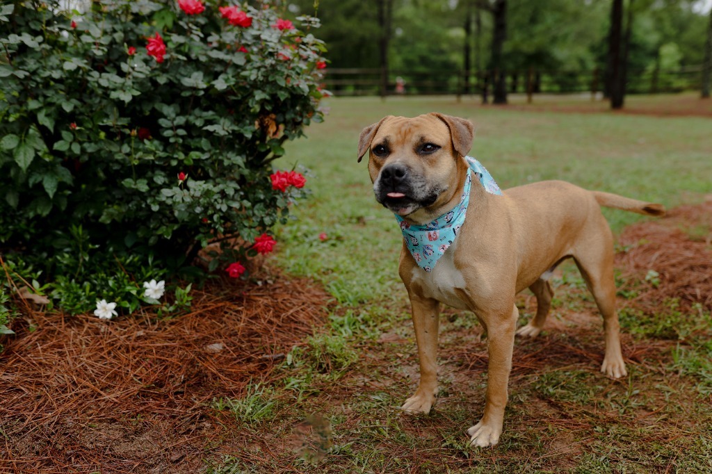 Otto, an adoptable Pit Bull Terrier, Boxer in Macon, GA, 31210 | Photo Image 6