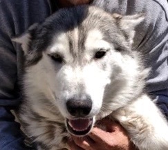Lucy, an adoptable Husky in San Luis, CO, 81152 | Photo Image 3