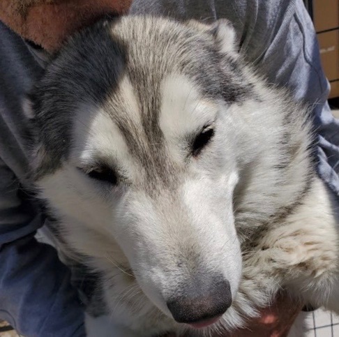 Lobo, an adoptable Husky in San Luis, CO, 81152 | Photo Image 1